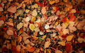 #9 Fall Leaves Wallpaper
