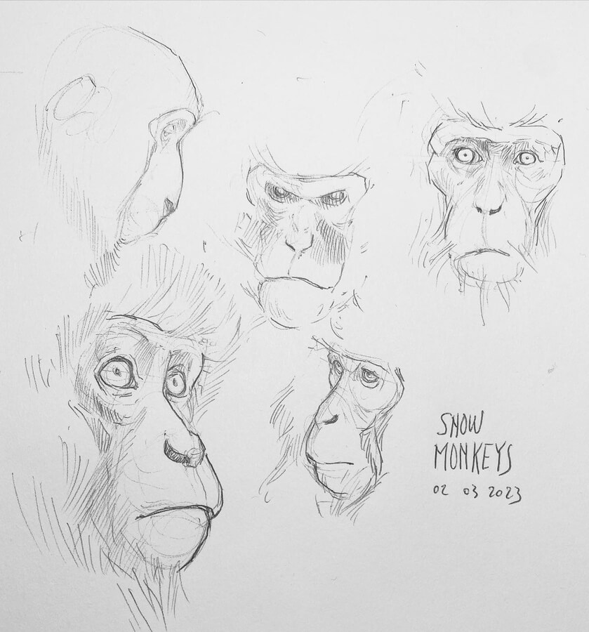 08-Snow-monkeys-study-Pierox-Drawing-Sketch-www-designstack-co