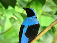 Mengenal Lebih Dekat Burung Cucak Biru