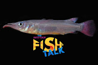 أسماك الهاف بيكس الولودة - the egyptian fish talk - halfbeaks