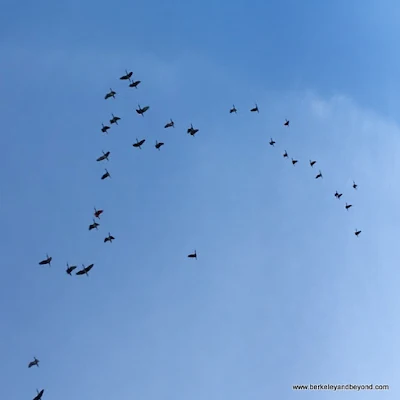 flock of Scarlet Ibis heading to roosting trees at Caroni Swamp & Bird Sanctuary in Trinidad