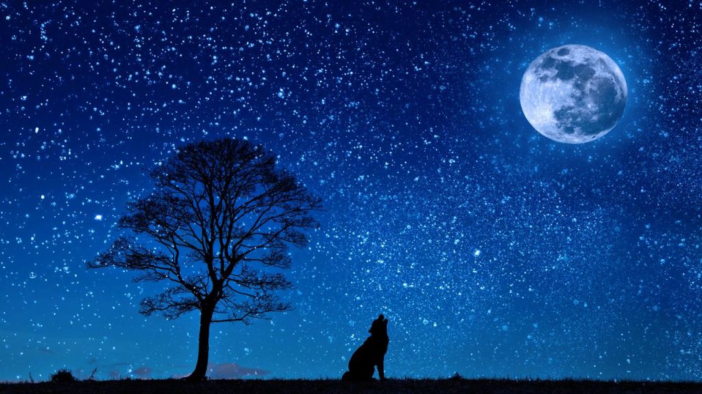 Wallpaper Wolf Starry Sky Tree Moon