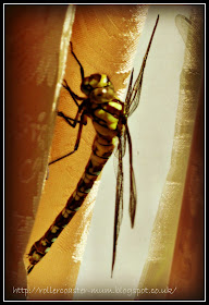 Dragonfly visiting our house