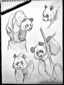 11-Panda-bear-drawing-study-Animal-Drawings-Eve-Berthelette-www-designstack-co