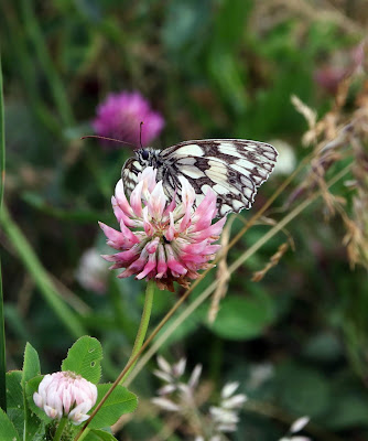 marbled white on clover at Fordon chalk bank