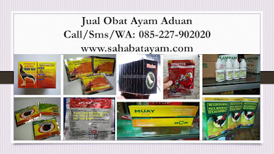 Obat Ayam Jago Gak Mau Makan, Obat Ayam Jago Habis Diadu, Obat Ayam Jago Juara, Obat Ayam Jago Kena Jalu, Obat Ayam Jago Kena Penyakit Kuning