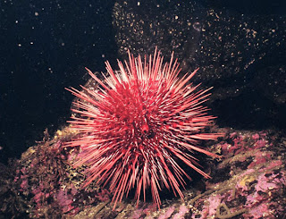 sea_urchin