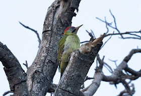 Levaillant's Woodpecker - Igunane, Morocco