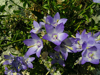 Campanula pugliese (Campanula v.)