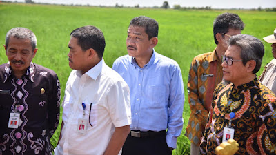 Gunakan Sistem Polder, KTM Cahaya Baru Kembangkan Prukades Padi Tanah Rawa