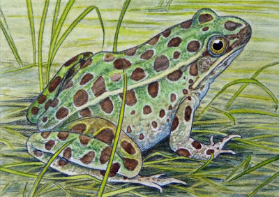 northern leopard frog painting by wildlife artist Shari Erickson