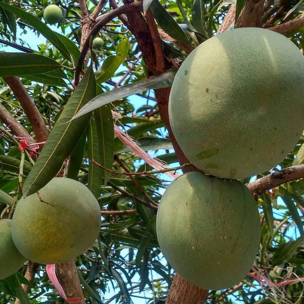 bibit mangga kelapa hasil stek okulasi cepat berbuah solusi tanaman masa kini Jayapura