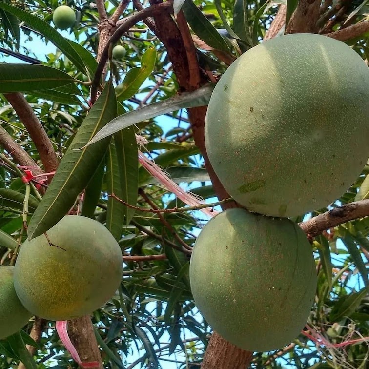 bibit mangga kelapa siap cepat berbuah distributor tanaman Sumatra Barat