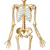 Skeleton and Bones - Human Body Part Series