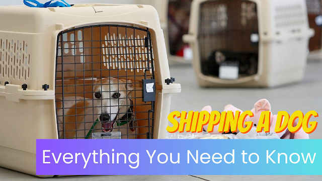 Shipping a Dog: Everything You Need to Know