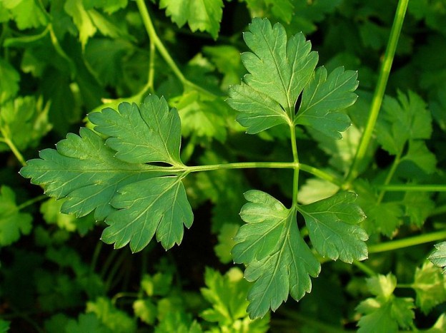 Parsley usually two years and leaves a transparent, green and jagged cut and thick and very Aromatic. Its long flowering stems of sixty to seventy centimeters.