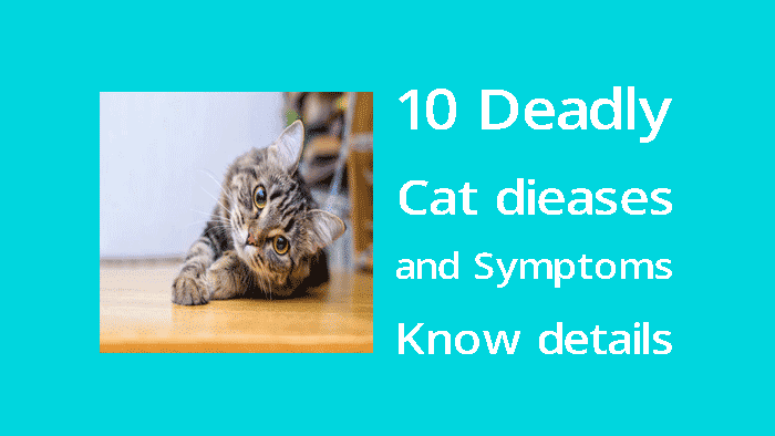 10 deadly cat diseases and symptoms