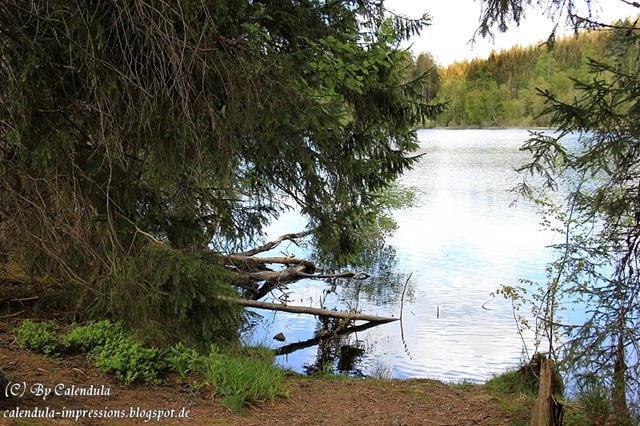 Windgfällweiher Seerundgang