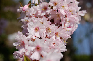Cerisier d'hiver du Japon, Prunus, cerisier à fleurs, petit arbre