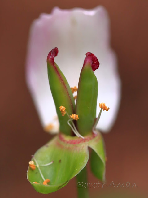 Paeonia obovata