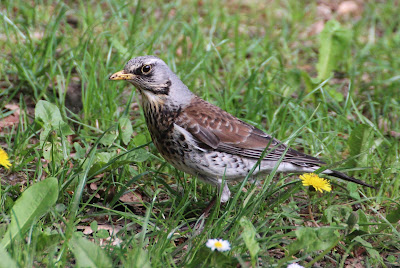 Kramsvogel - Fjildlyster - Turdus pilaris