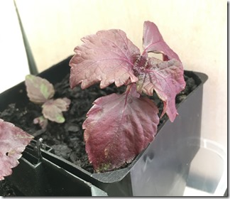 ニュージーランドの自宅庭で赤紫蘇 Perilla Purple を育てています ニュージーランド暮らし