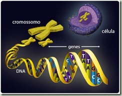 cromossomo