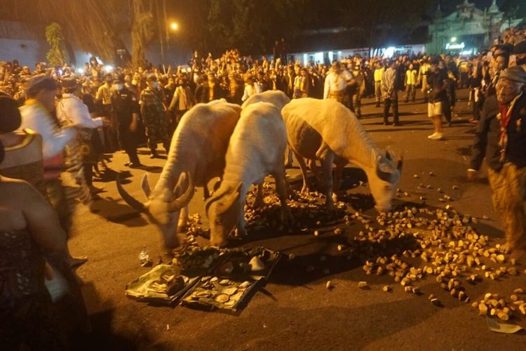 Malam 1 Suro Keraton Solo, 4 Ekor 'Kebo Bule' Iringi Kirab 9 Pusaka