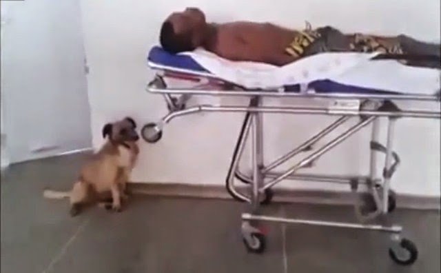 Watch: A Homeless Man was Rushed to the Hospital. What His Dog Does is Fidelity!