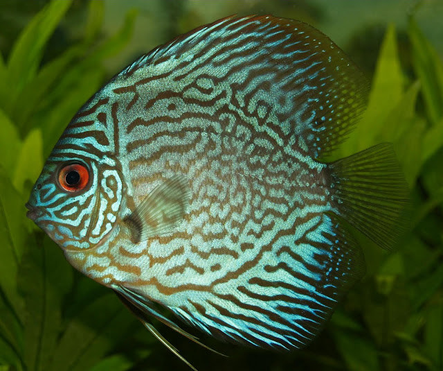 Inilah 5 Ikan Tercantik diDunia