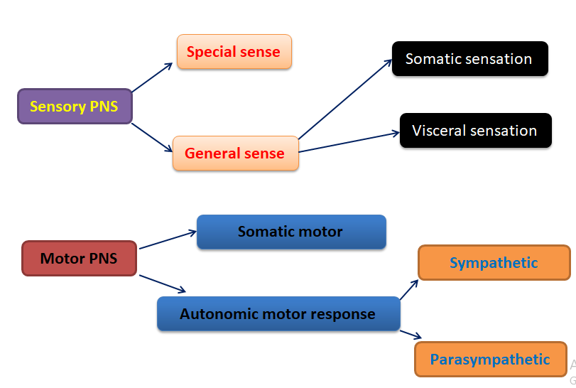 peripheral nervous system