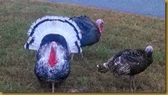 238 turkeys