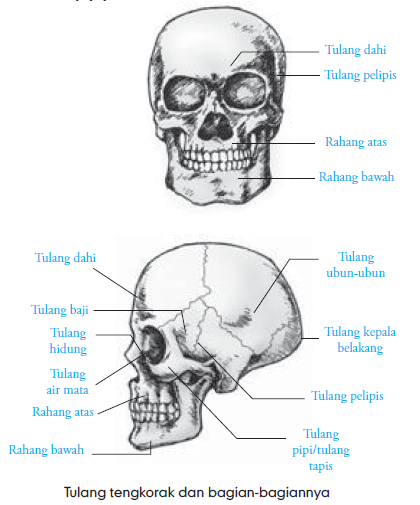 Jumlah Tulang  Tengkorak Tulang  Belakang Tulang  Dada 