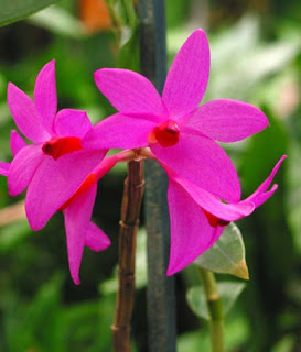 Red, Dendrobium Sulawesiense, Orchid Flower, Beautiful Plant