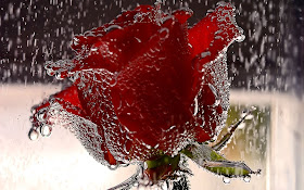 Unique Red Rose Flower Wallpaper