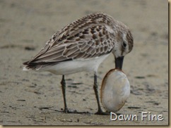 sandpiper with clam stuck_012