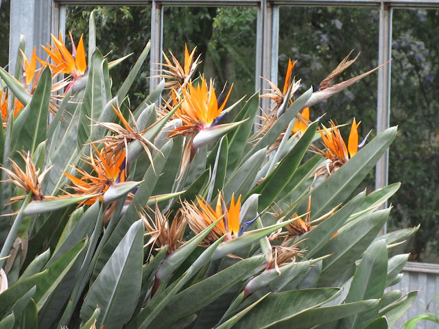 Strelitzia reginae