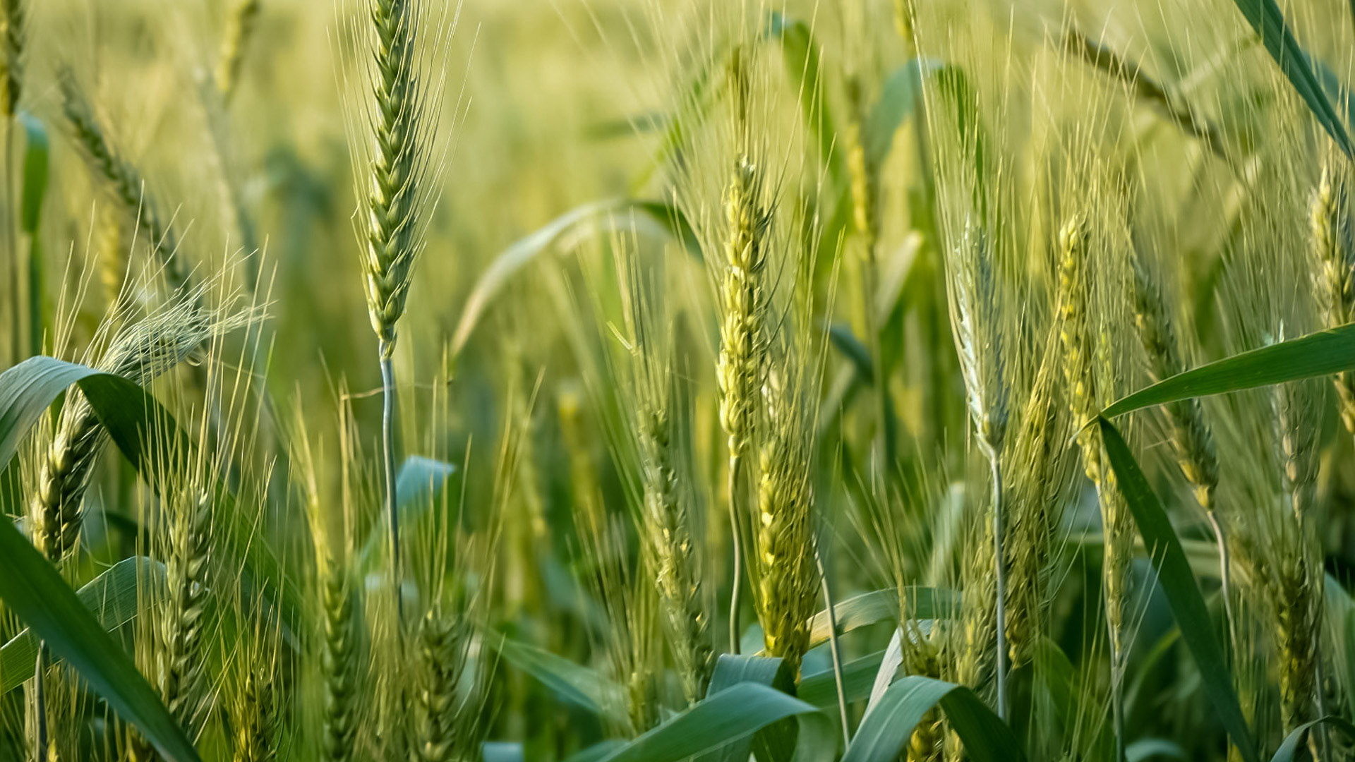 تقارير عربية مصر تحصد أكثر من 700 ألف فدان من القمح wheat منذ أول أبريل