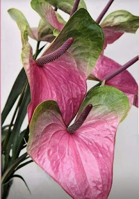 زهرة الأنثوري او النحام Anthurium 