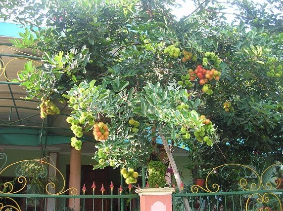 test Optimalkan Fungsi Pohon Buah  di Halaman Rumah