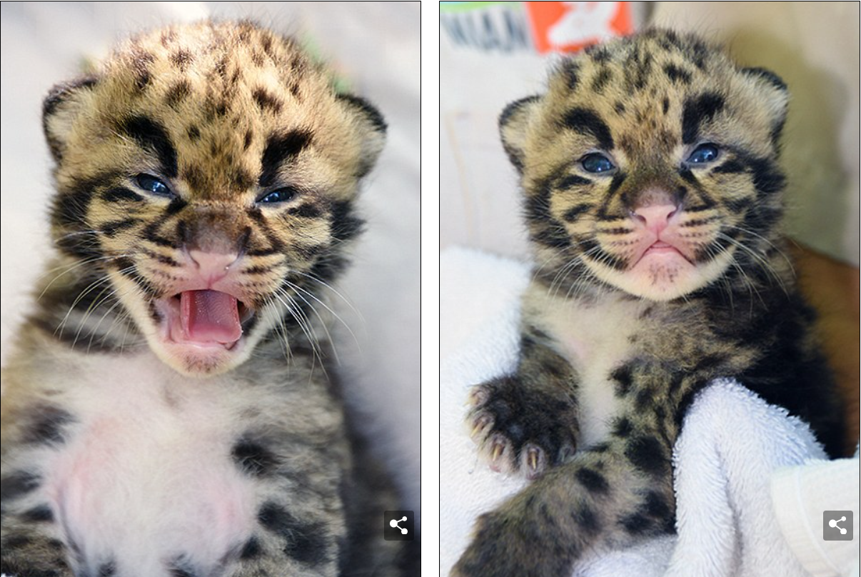 Two Clouded Leopard Cubs