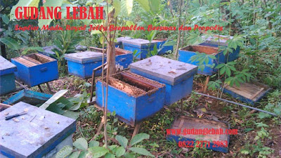 madu asli murni semarang, penjual madu asli murni di semarang, jual madu asli murni di semarang, toko madu asli murni di semarang, distributor madu asli murni di semarang, produsen madu alsi murni di semarang, peternak lebah asli murni semarang, edukasi perlebahan semarang, tempat jual madu asli murni di semarang, pusat madu asli murni semarang, tempat beli madu asli murni di semarang, harga madu asli murni semarang, madu tanpa campuran di semarang, 