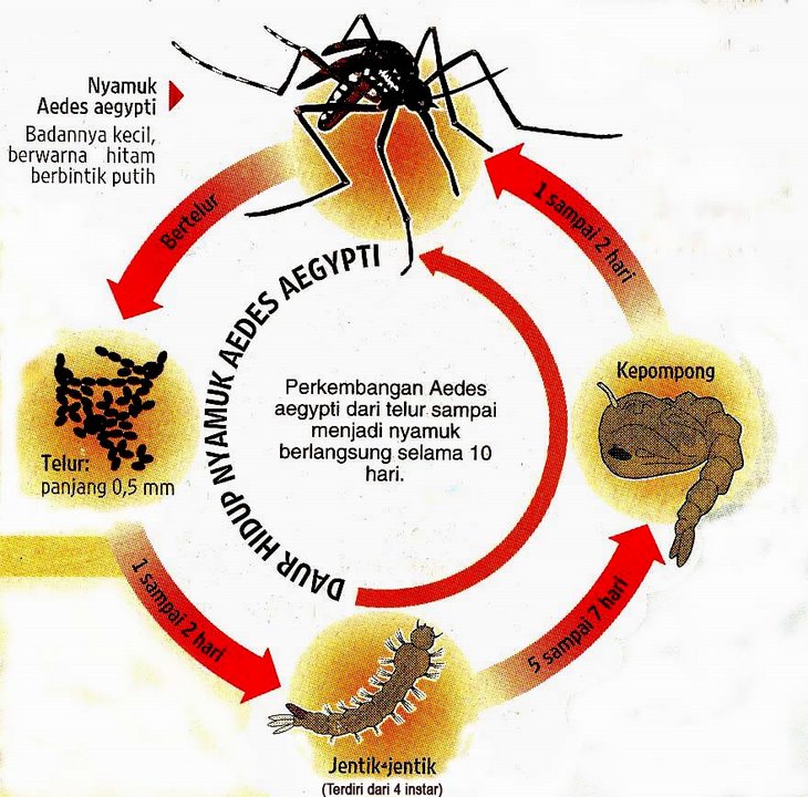 RINI FITRIANINGSIH Nyamuk Aedes Aegypti