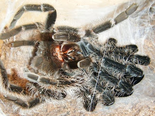 Molting Brachypelma albopilosum Tarantula