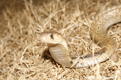 Indian Cobra Photo