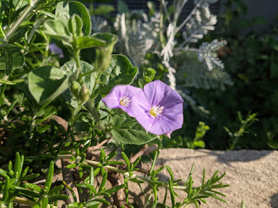 コンボルブルス・サバティウスの花