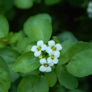 Waterkers, Nasturtium officinale, waterporselein, beeksalade, kersoene, watercress