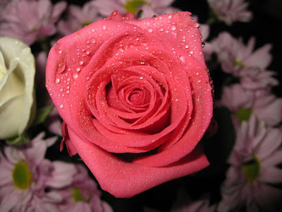 wallpaper pink rose. pink roses wallpaper.