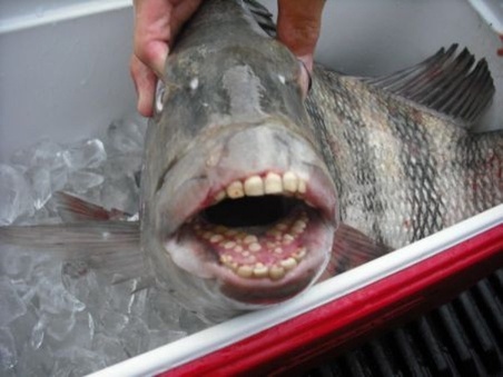 Among the Weirdest animals is Pacu Fish.