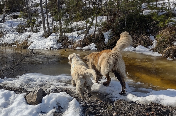 golden retriever leonberger stalla